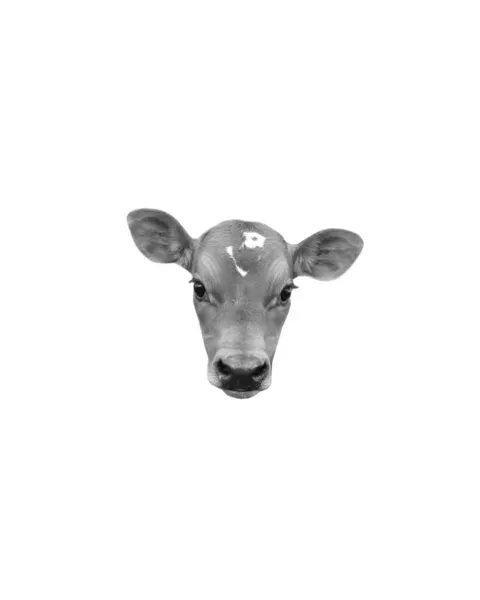 dorok.tattoo