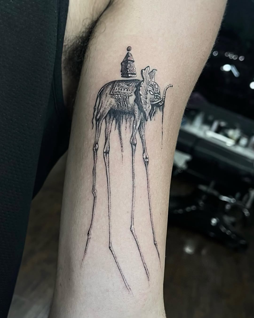 romeolacoste