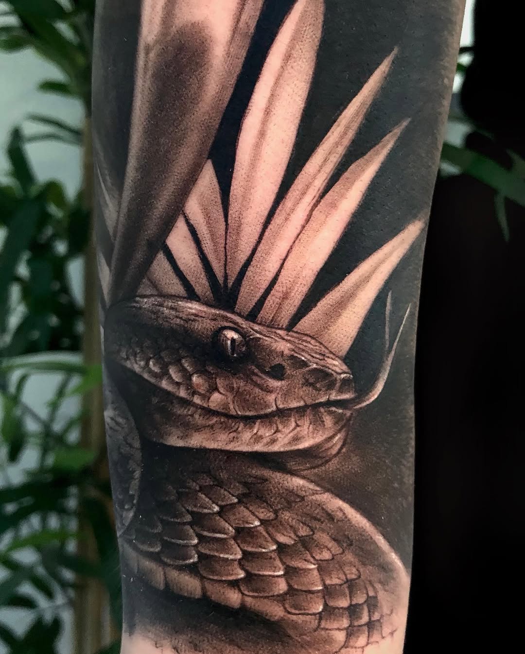 Flower, Animal, Nature