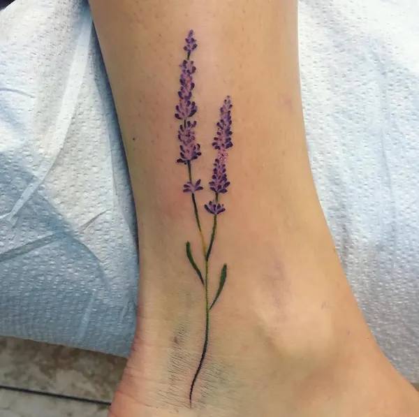 Flower, 라벤더, 허브