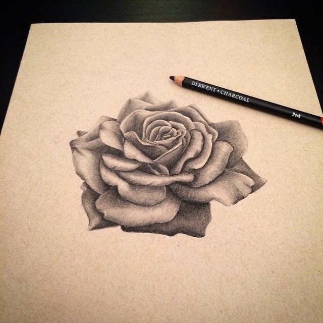 Flower, Rose