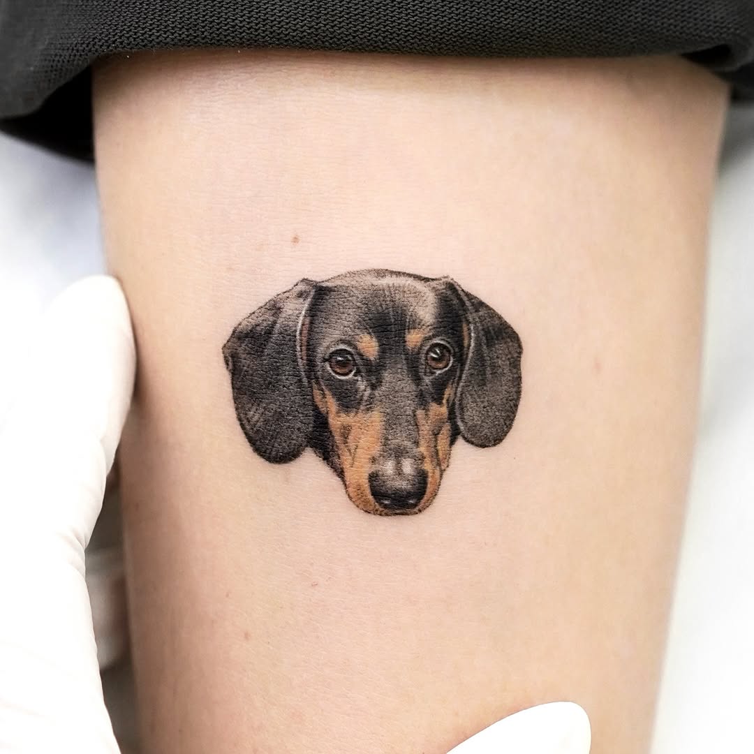 Animal