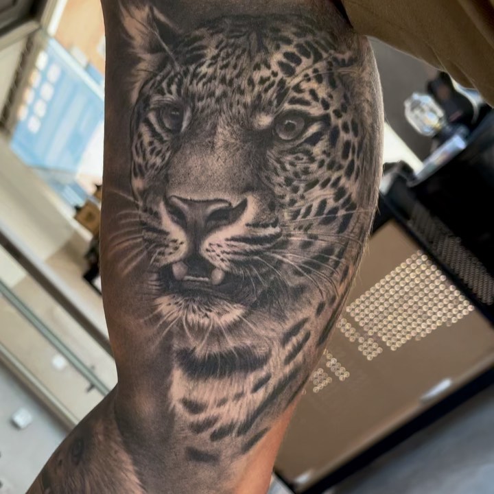 Animal, Nature, 앵무새