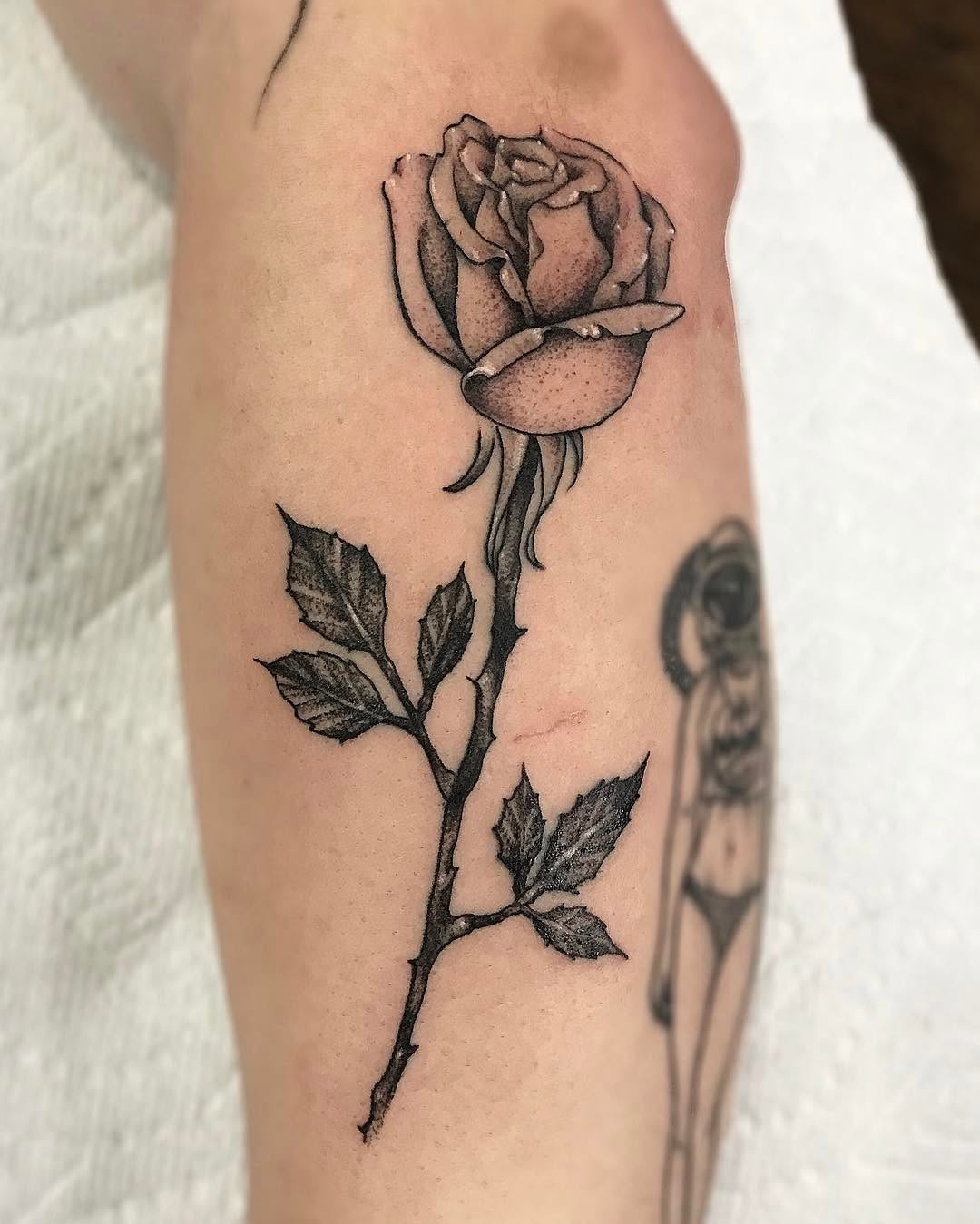 Flower, Rose, Nature