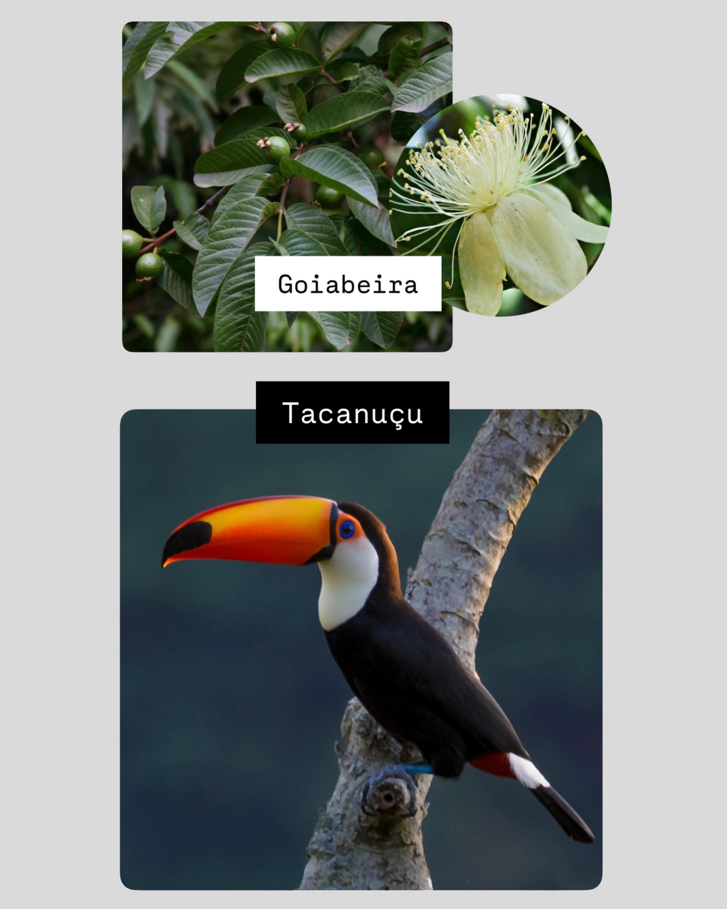 Flower, Animal, Nature