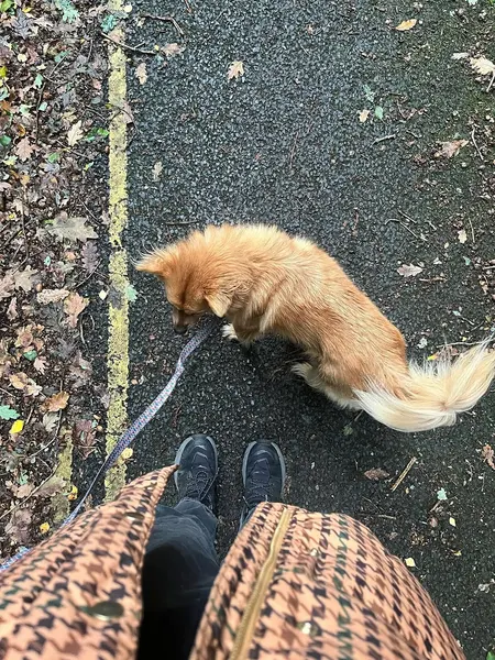 Animal
