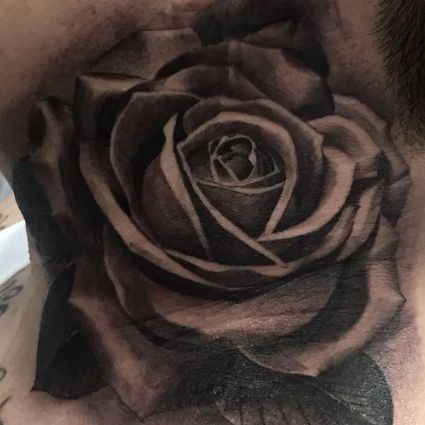 Flower, Rose, Nature