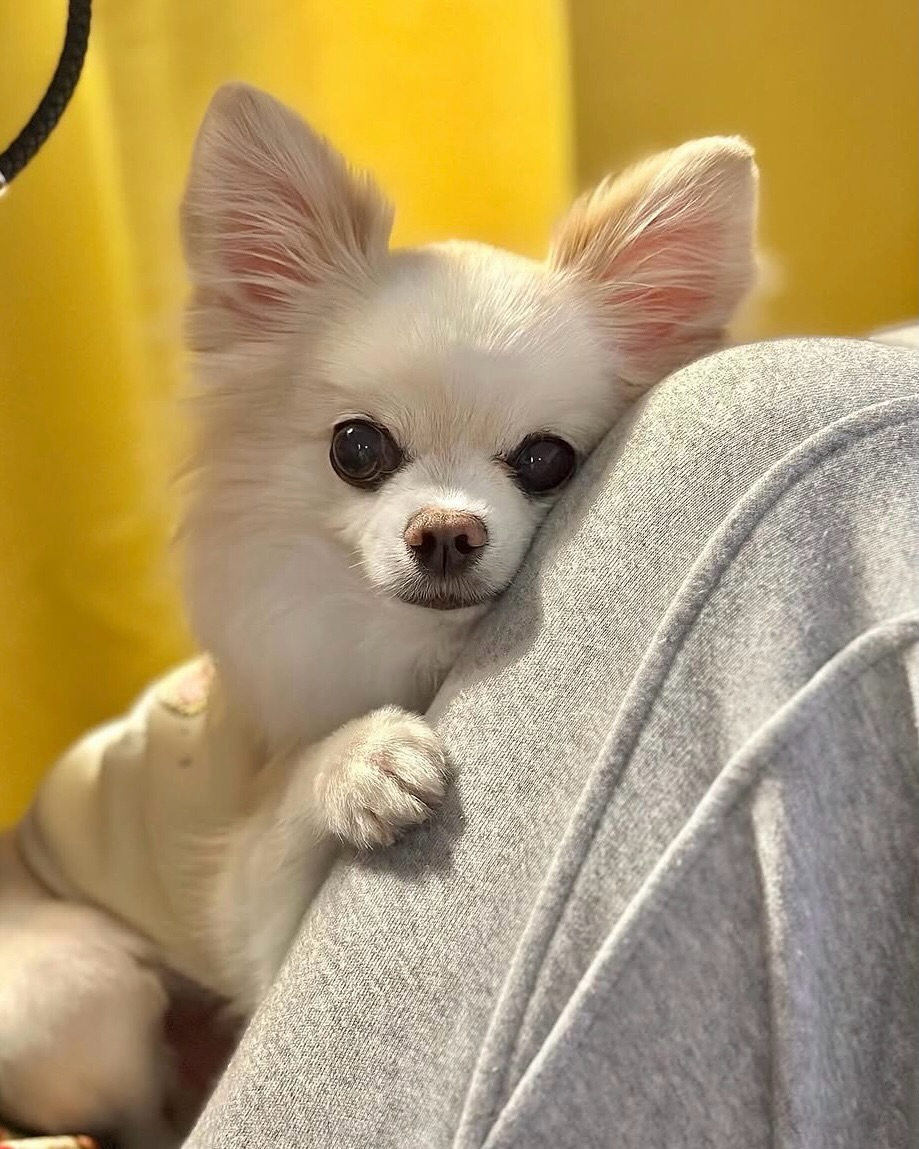 반려동물