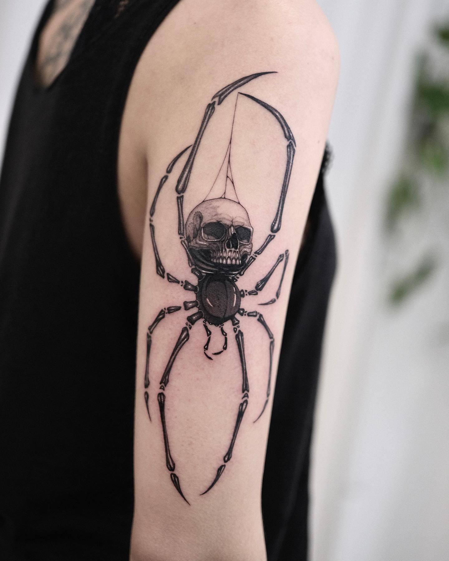 Animal, 거미