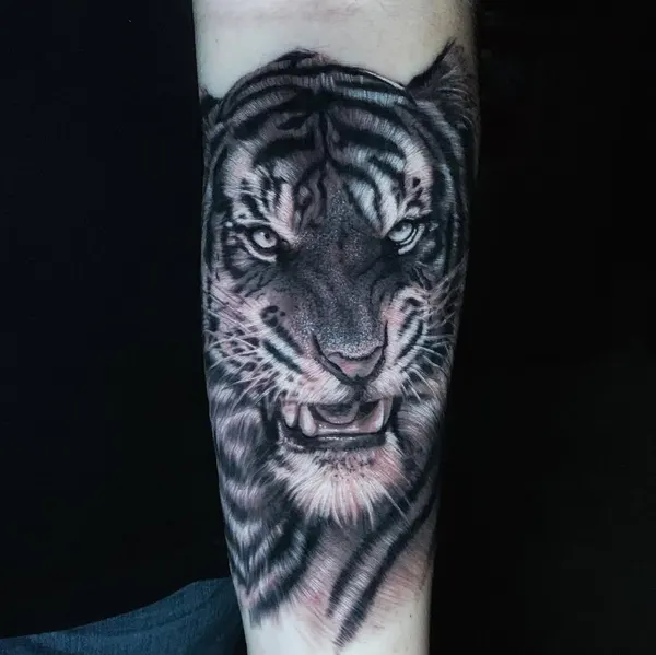 Tiger, 한국 호랑이, 중국 호랑이