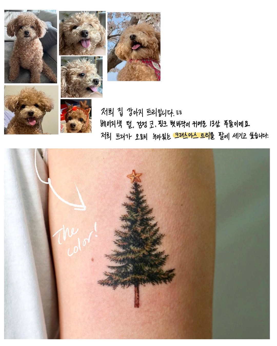 Nature, 소나무, 숲, 고사리, 나무
