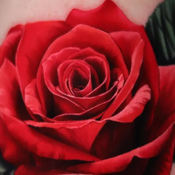 Rose, Flower