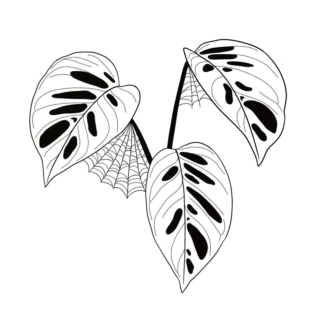 plantsnpokes