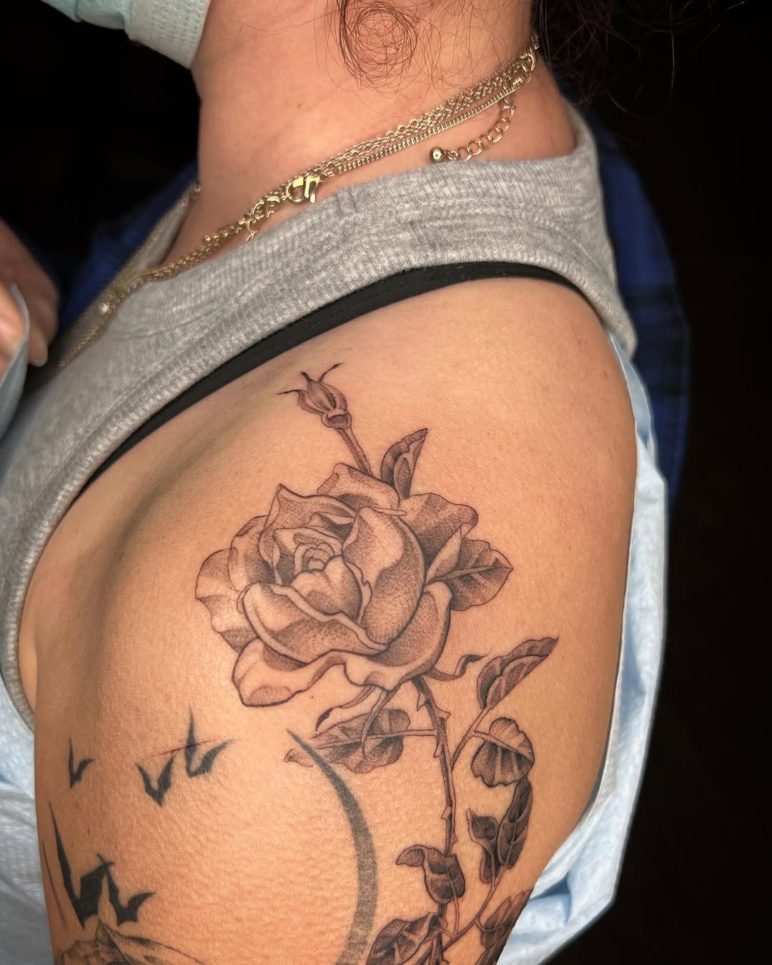 Nature, Flower, Rose