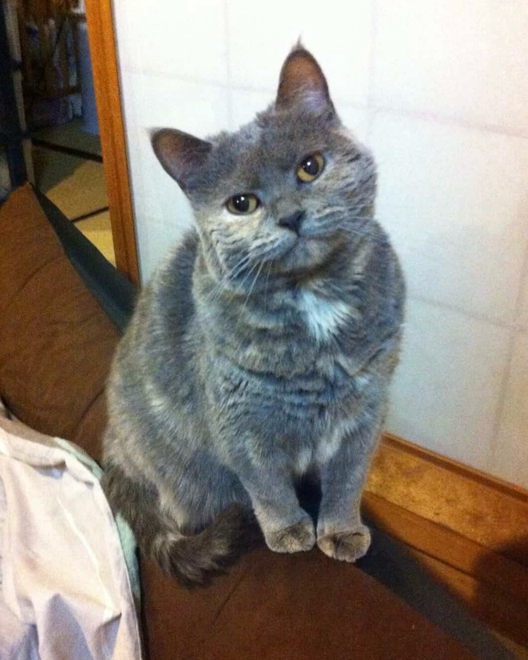 Animal