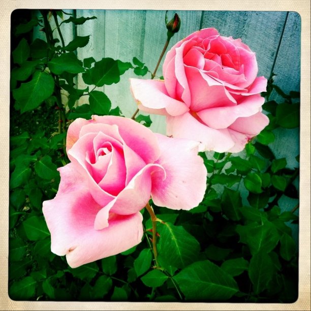 Flower, Rose, Nature