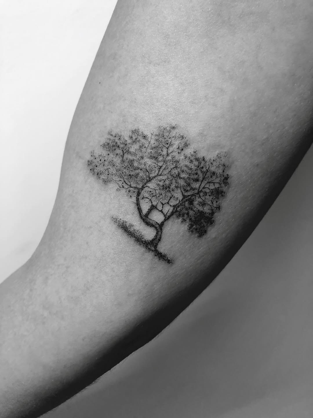 Nature, 나무, 소나무, 숲, 올리브 가지