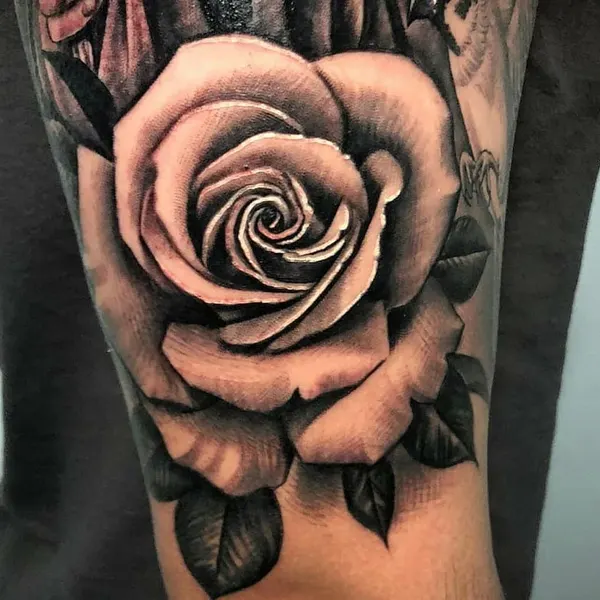 Flower, Rose