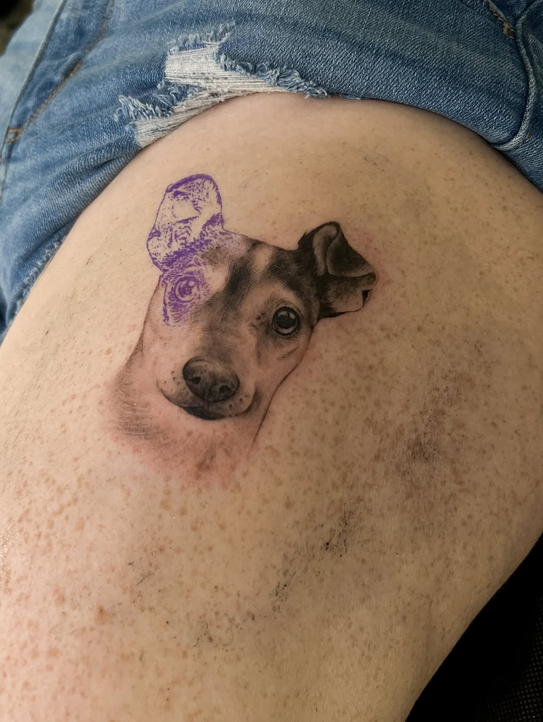 Animal