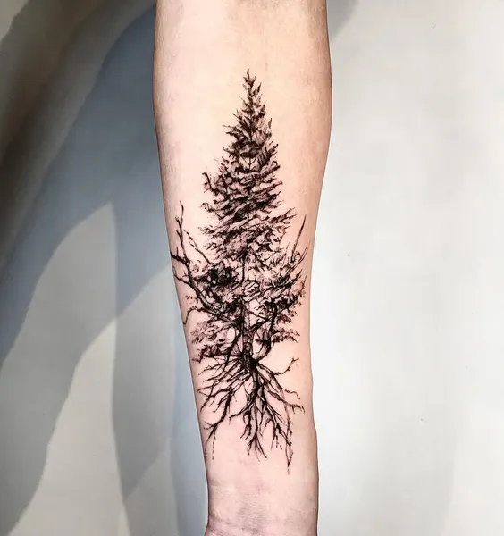 Nature, 소나무, 숲, 나무, 고사리