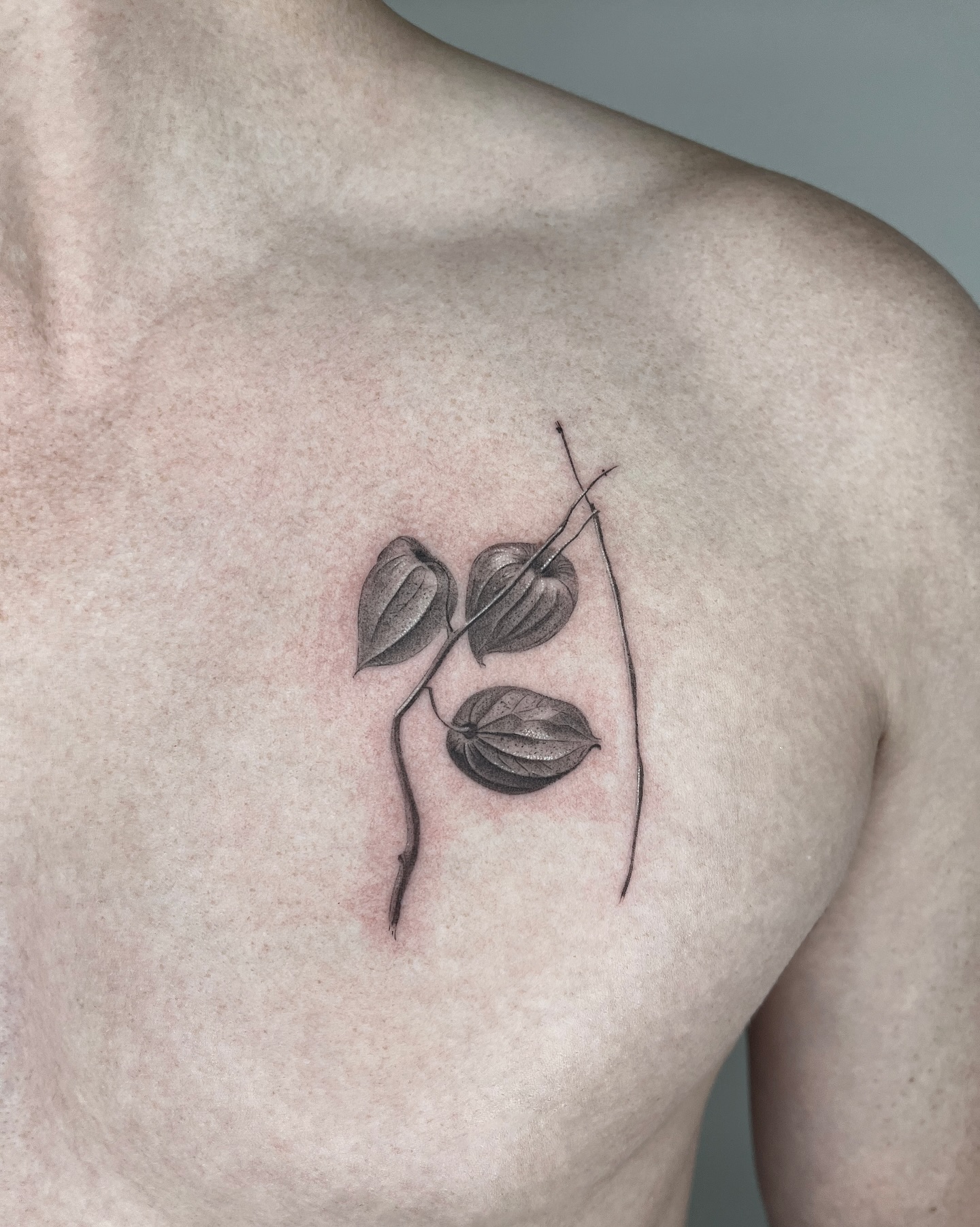 Flower, Rose, Nature