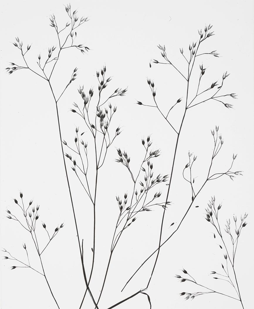 flowers tattoo