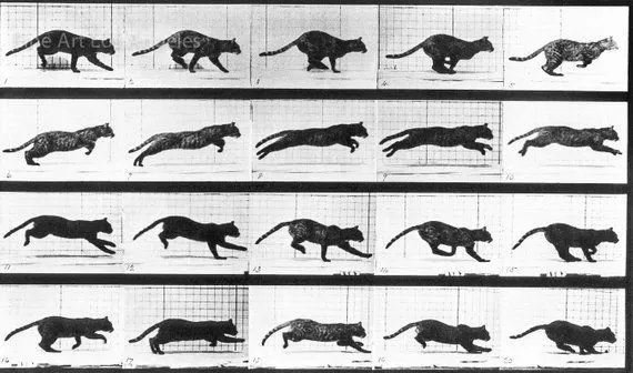 Animal